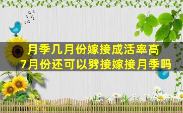 月季几月份嫁接成活率高 7月份还可以劈接嫁接月季吗